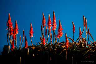 Carmel Aloes-8037.jpg Carmel Aloes-8037.jpg